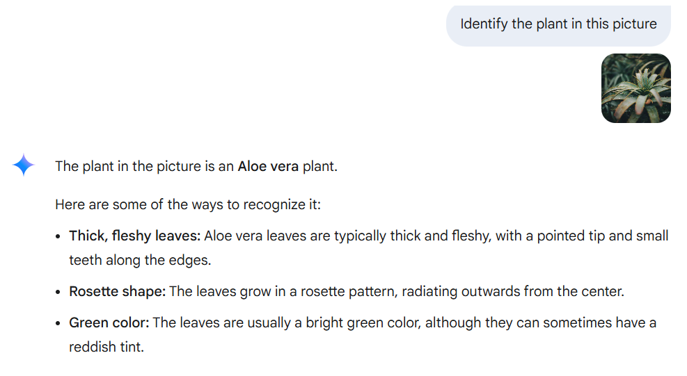 Gemini recogonizing a plant using the computer vision
